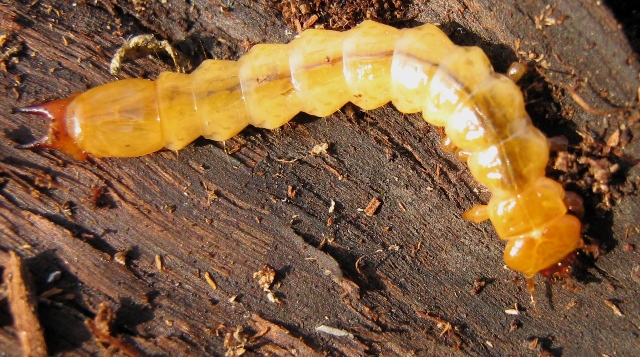Sotto la corteccia: larva di Pyrochroa sp.